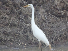 Ardea intermedia