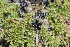 Jaborosa magellanica