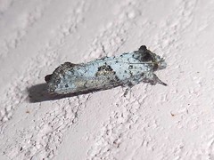Acrolophus piger
