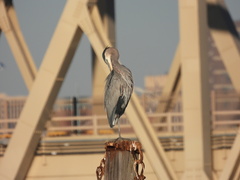 Ardea herodias