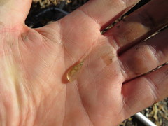 Palaemon kadiakensis