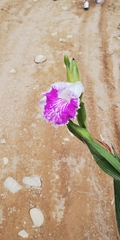 Arethuseae