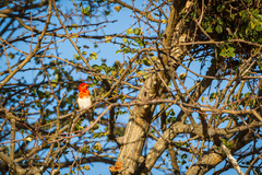 Anaplectes rubriceps rubriceps