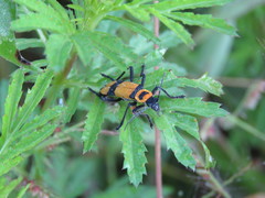 Chauliognathus nigrocinctus