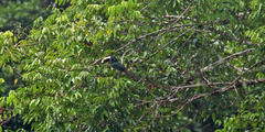 Pteroglossus aracari