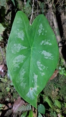 Caladium