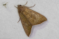 Anomis illita