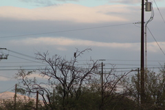 Colaptes