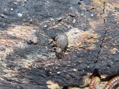 Myosides seriehispidus