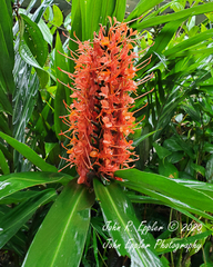 Hedychium coccineum