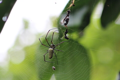 Trichonephila antipodiana