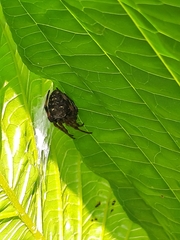 Araneus granadensis