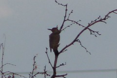 Colaptes
