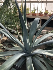 Agave weberi