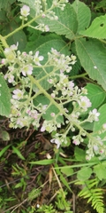 Rubus urticifolius