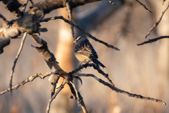 Zonotrichia leucophrys