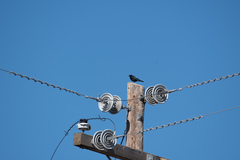 Euphagus cyanocephalus