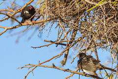 Bubalornis niger niger