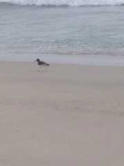 Haematopus palliatus