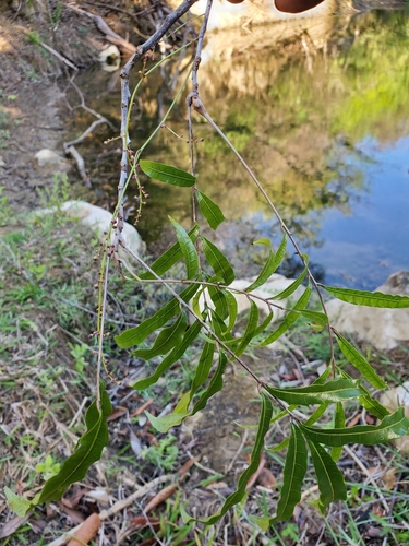 Sorindeia madagascariensis image