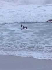 Haematopus palliatus