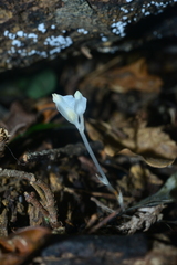 Burmannia cryptopetala