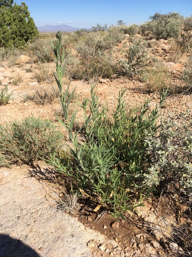 Palmer's bluestar (Amsonia palmeri)