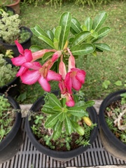 Adenium obesum