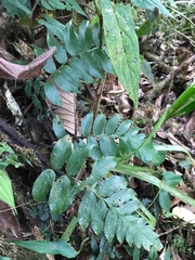 Angiopteris lygodiifolia