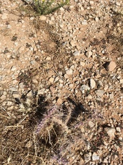 Cylindropuntia davisii