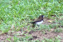 Lonchura striata