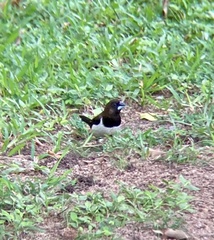 Lonchura striata