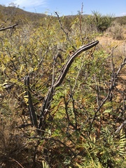 Peniocereus greggii greggii
