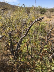 Peniocereus greggii greggii