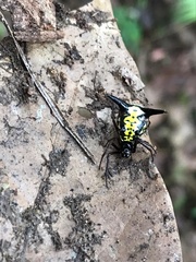 Micrathena raimondi