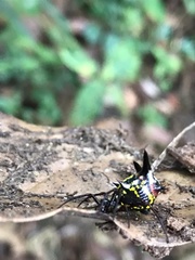 Micrathena raimondi