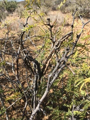 Peniocereus greggii greggii