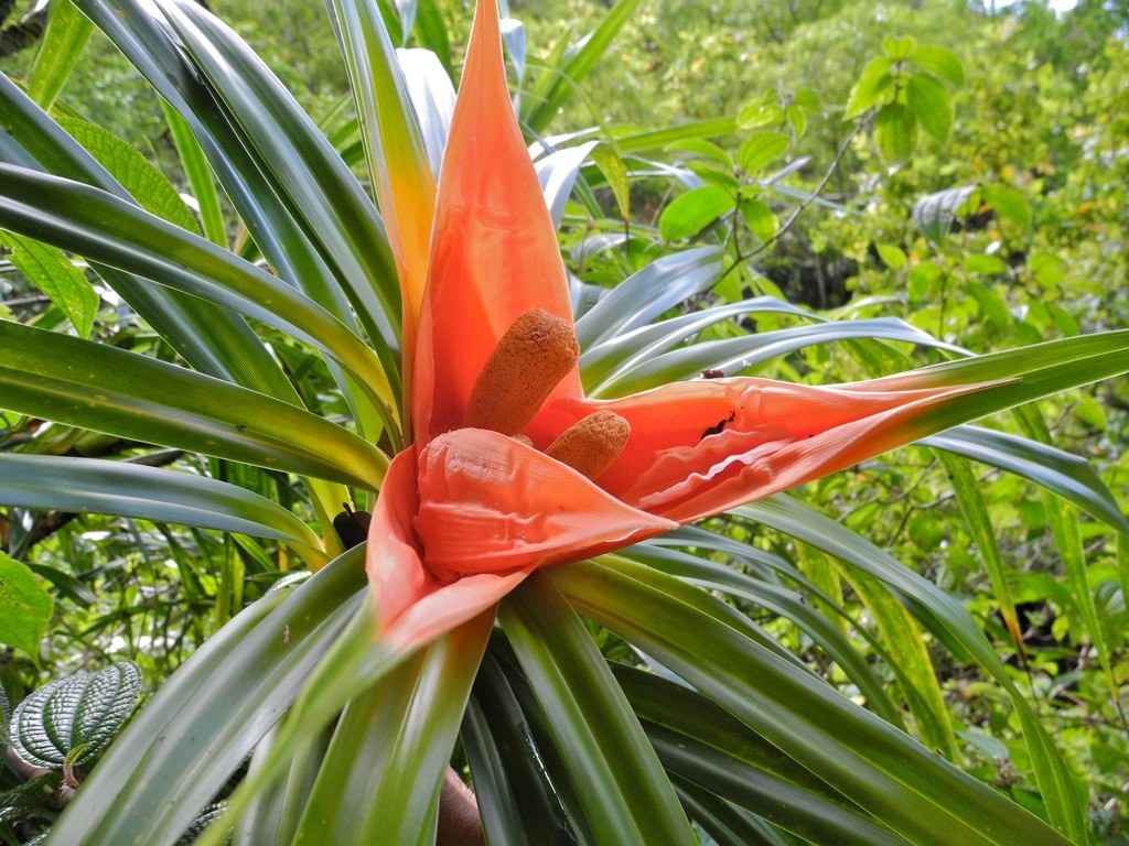 Freycinetia arborea