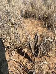 Peniocereus greggii greggii