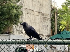 Corvus splendens