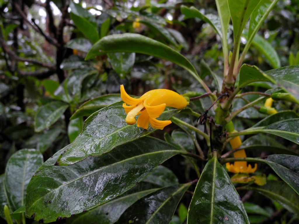 Scaevola glabra