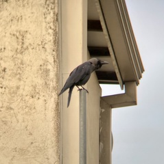 Corvus splendens