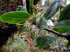 Ilex anomala