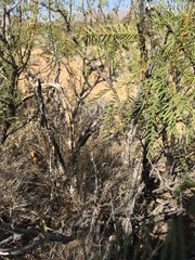 Peniocereus greggii greggii