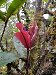 Myrsine lessertiana