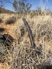 Peniocereus greggii greggii