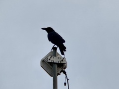 Corvus macrorhynchos