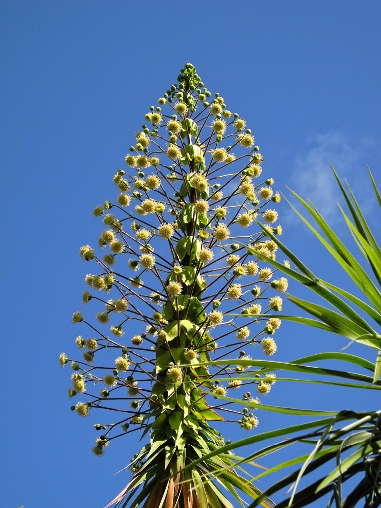 Wilkesia gymnoxiphium