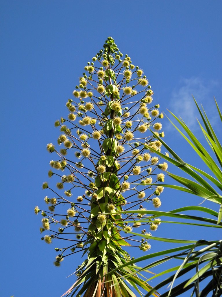 Wilkesia gymnoxiphium