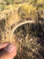 Elionurus barbiculmis